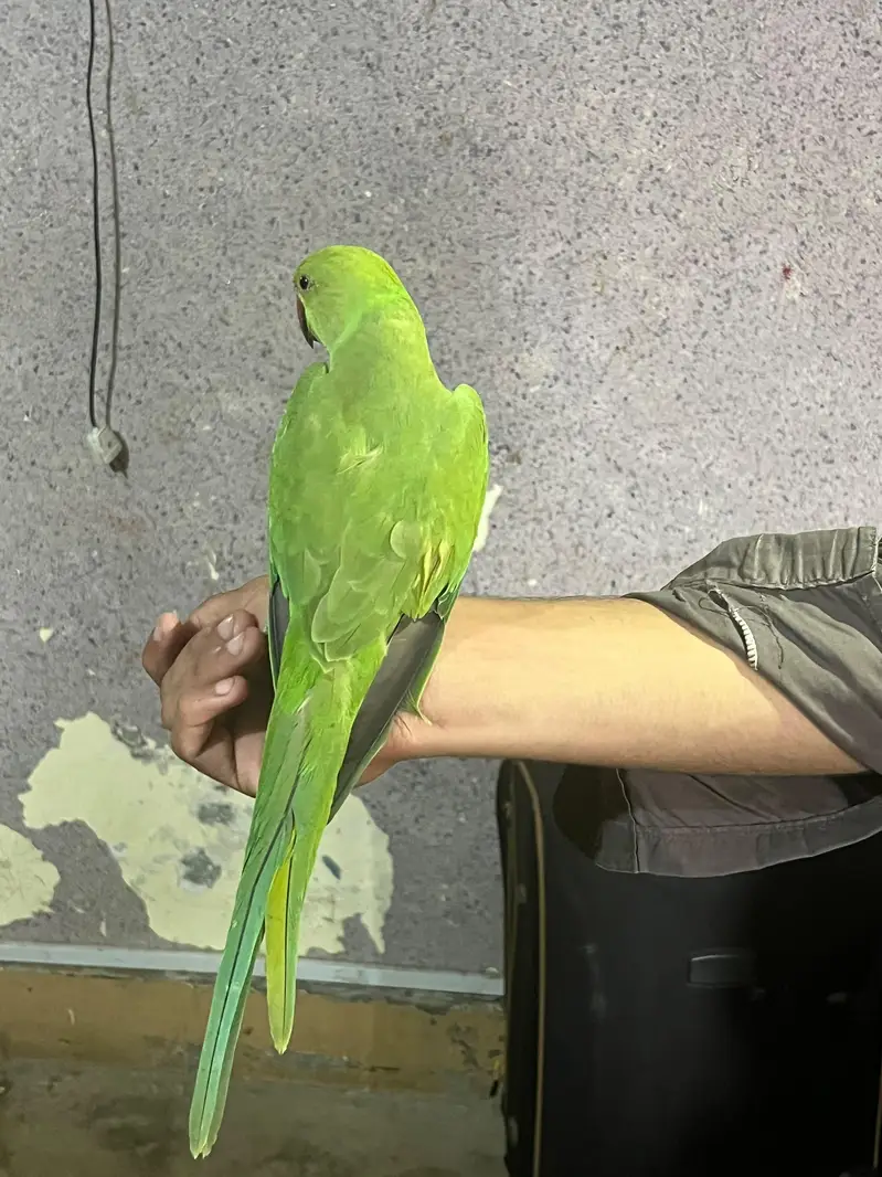 very beautiful parrot — photo 3