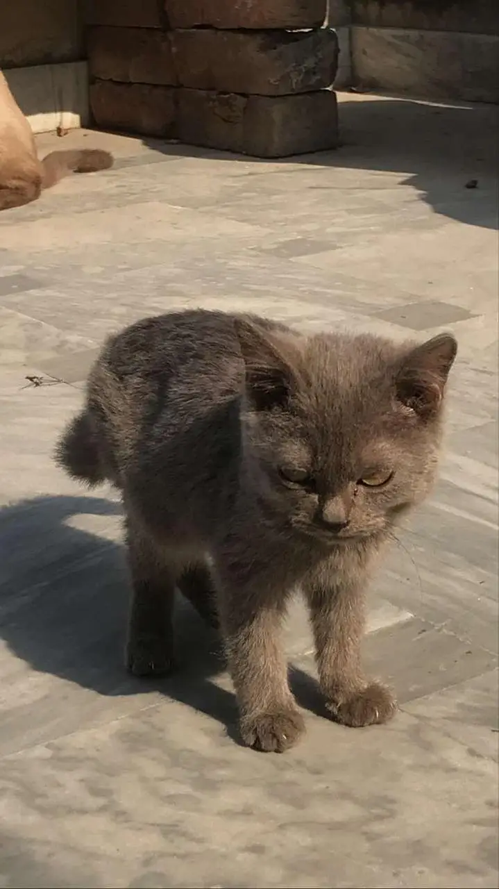 cats pair mother and baby — photo 2
