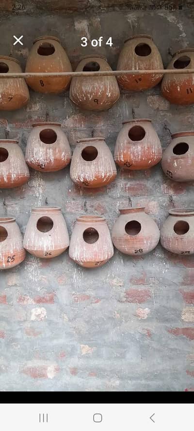 Bird matki for sale