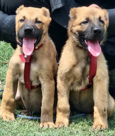King kurdish kangaal pair pure breed security dog 2months for sale