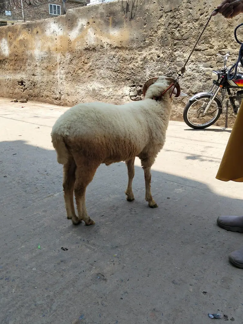 paidu dumba kheera — photo 3