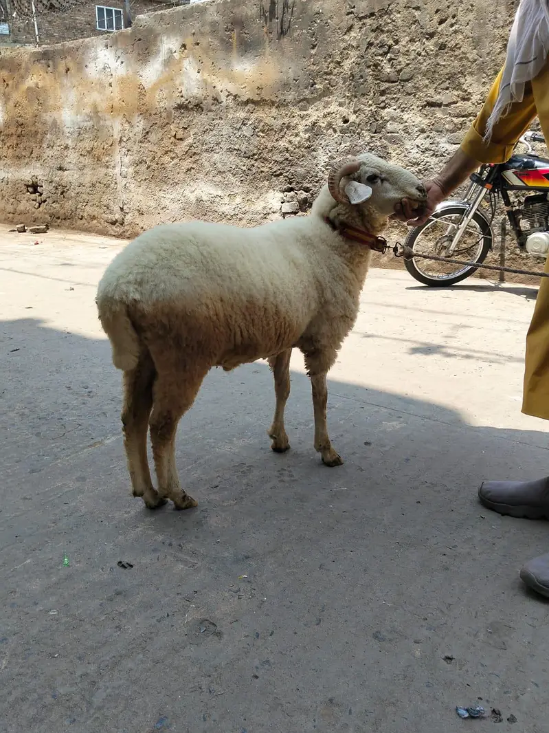paidu dumba kheera — photo 4