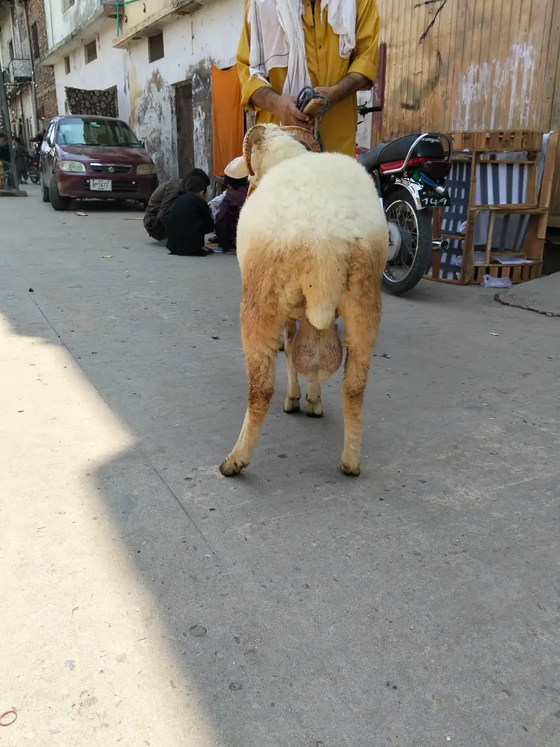 paidu dumba kheera — photo 5