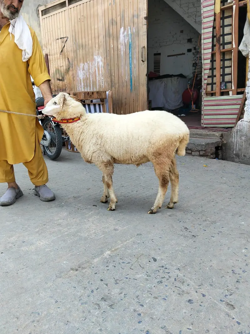 paidu dumba kheera — photo 6