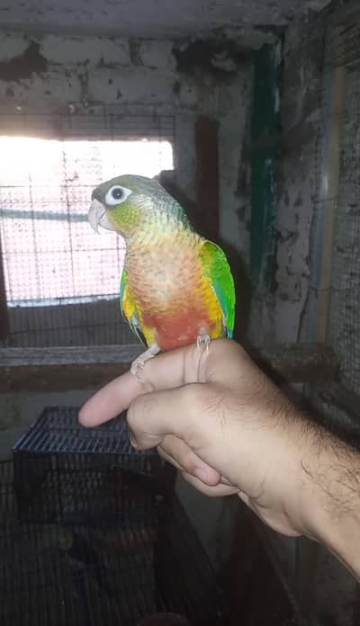 Green Cheeck High Red factor conure full hand tamed