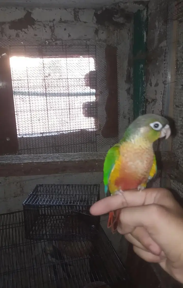 Green Cheeck High Red factor conure full hand tamed — photo 2