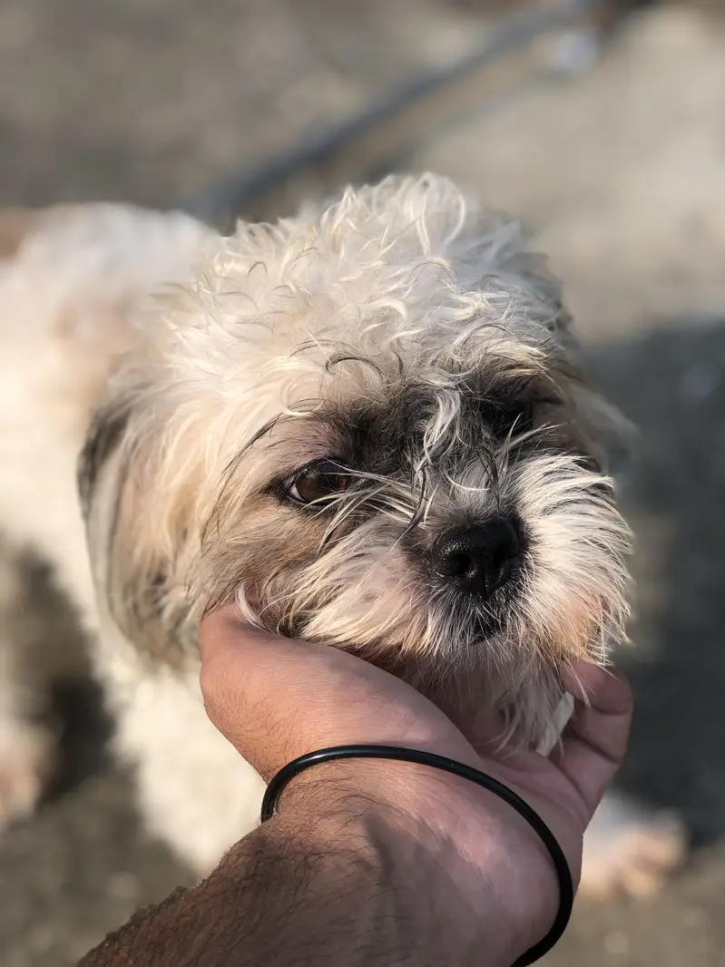 Shitzu dog — photo 2