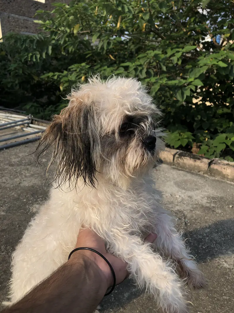 Shitzu dog — photo 3