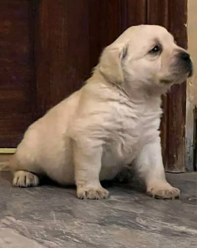 labrador pedigree puppies imported bloodline