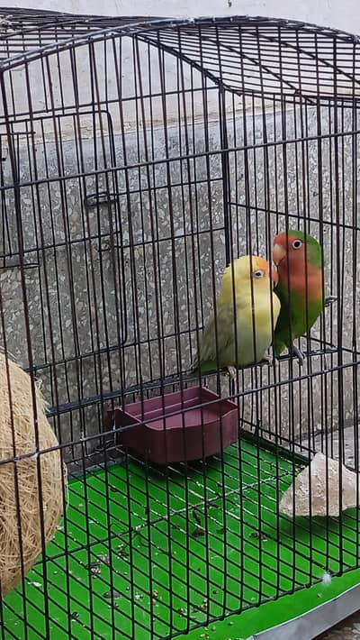 love birds pair