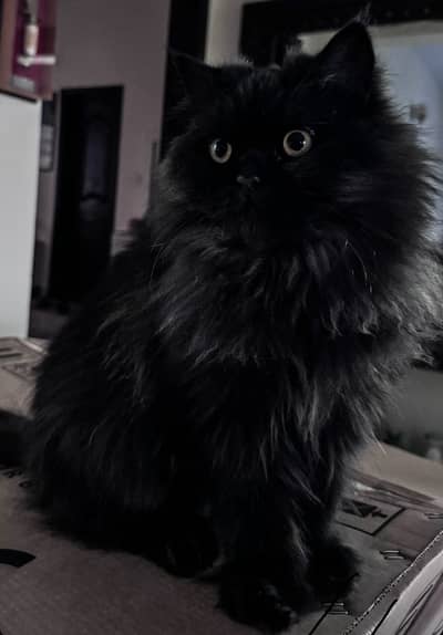 Vaccinated Persian Female Cat for Adoption
