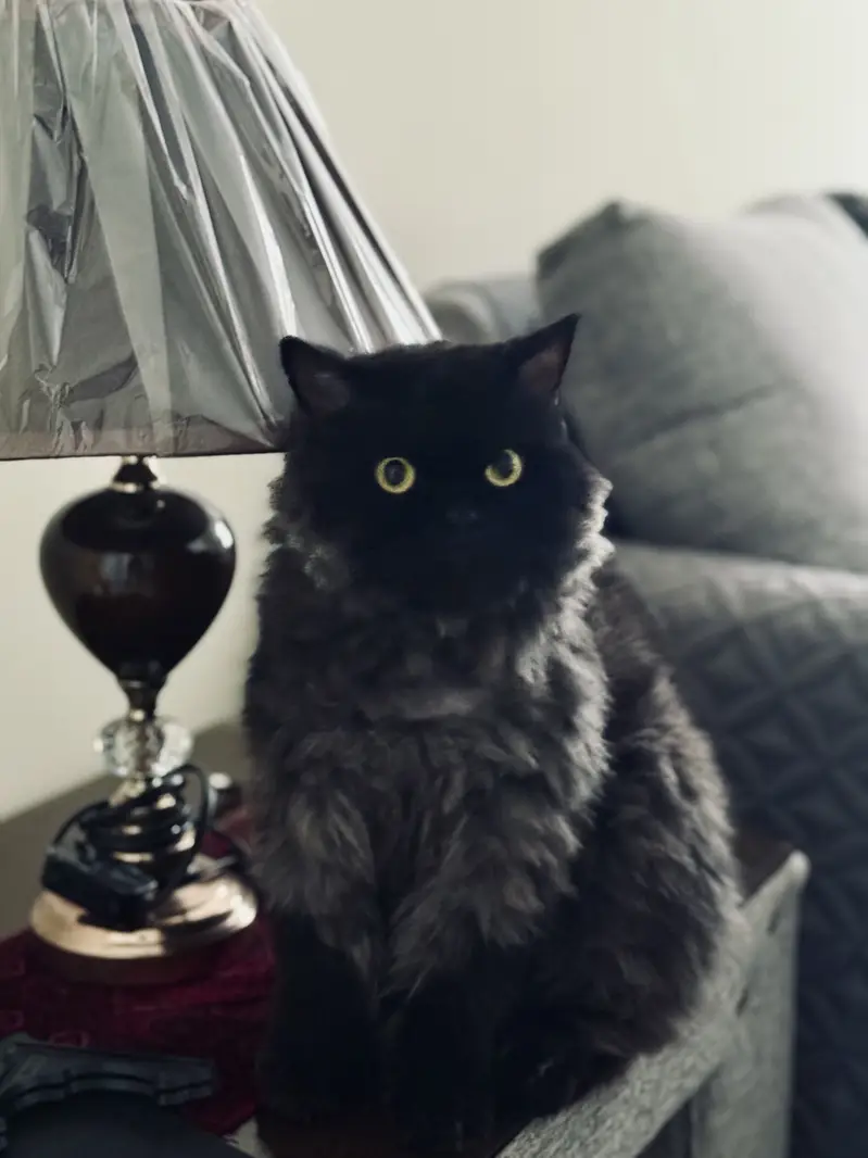 Vaccinated Persian Female Cat for Adoption — photo 2