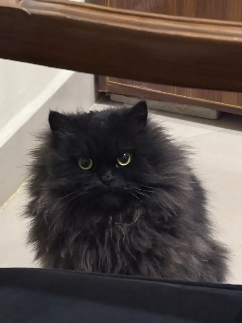 Vaccinated Persian Female Cat for Adoption — photo 3
