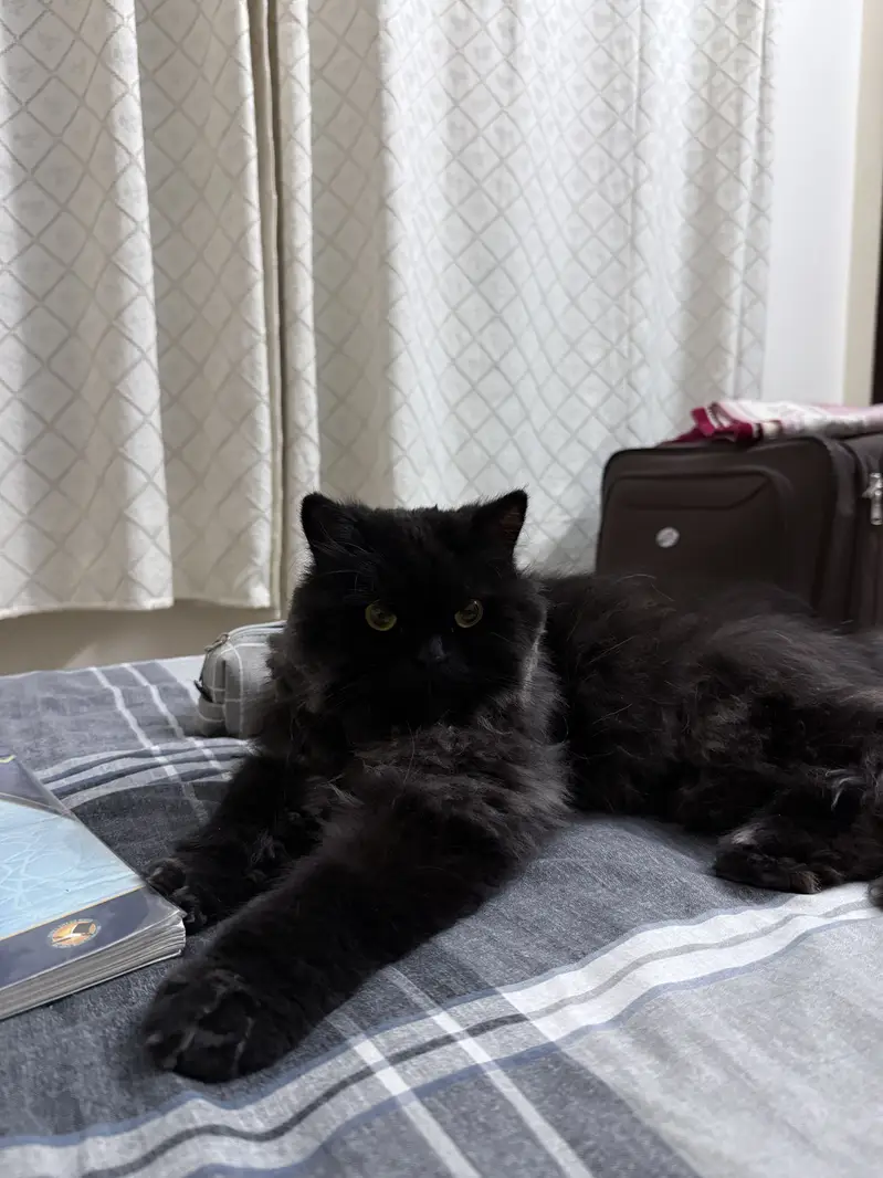 Vaccinated Persian Female Cat for Adoption — photo 4