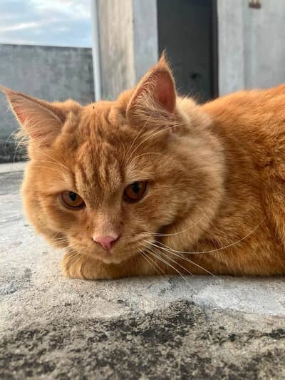 Persian cat jis bhai ky pass knowledge ho rkhne ka wohi rabta kry.