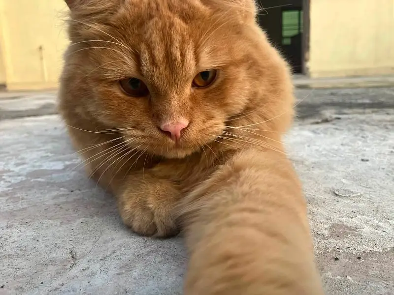 Persian cat jis bhai ky pass knowledge ho rkhne ka wohi rabta kry. — photo 2