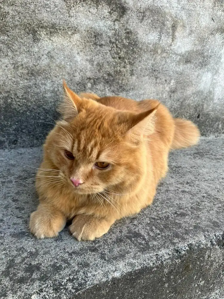 Persian cat jis bhai ky pass knowledge ho rkhne ka wohi rabta kry. — photo 3