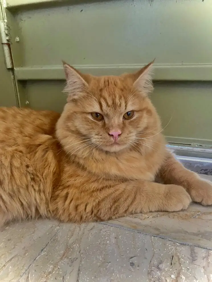 Persian cat jis bhai ky pass knowledge ho rkhne ka wohi rabta kry. — photo 4