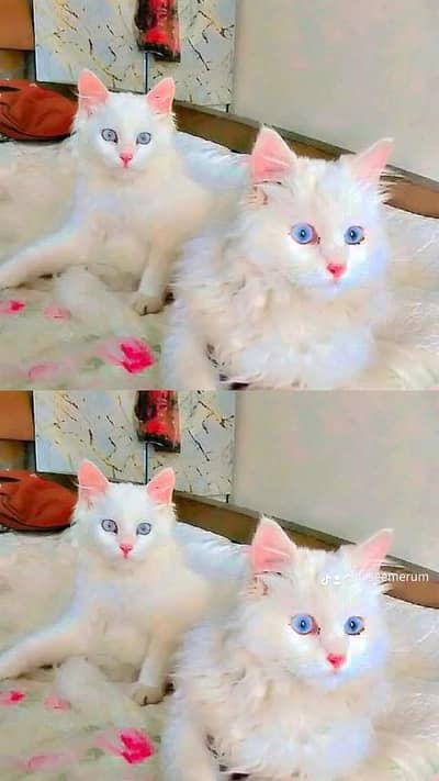 urgent sell Persian cats
