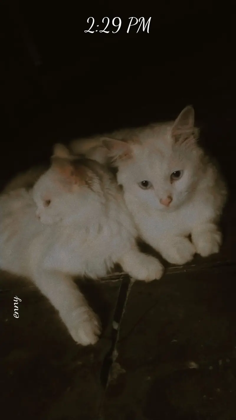 urgent sell Persian cats — photo 2