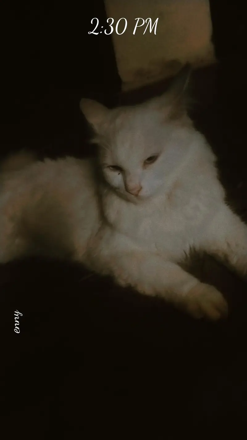 urgent sell Persian cats — photo 3