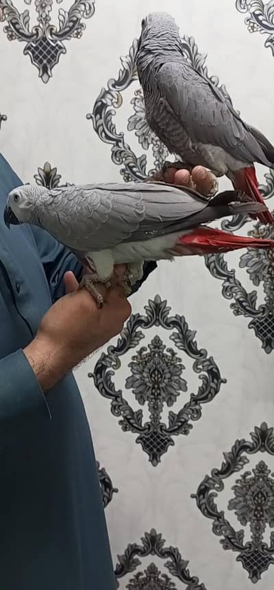 African grey bonded pair with DNA and Macaw chicks