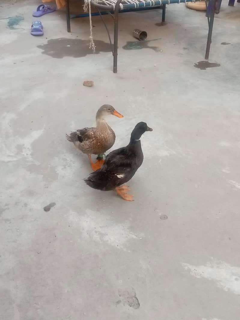ducks 0