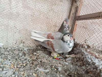 Breader pair for sale of sherazi , khaal , peshaweri