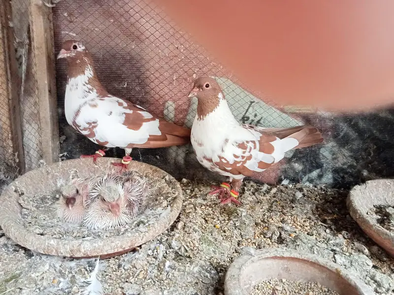 Breader pair for sale of sherazi , khaal , peshaweri — photo 3