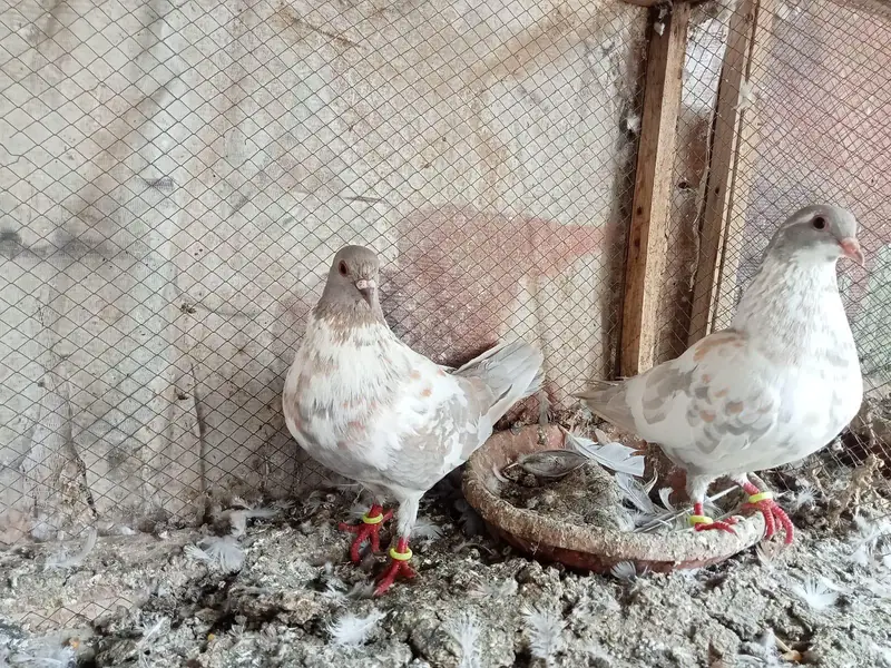 Breader pair for sale of sherazi , khaal , peshaweri — photo 4