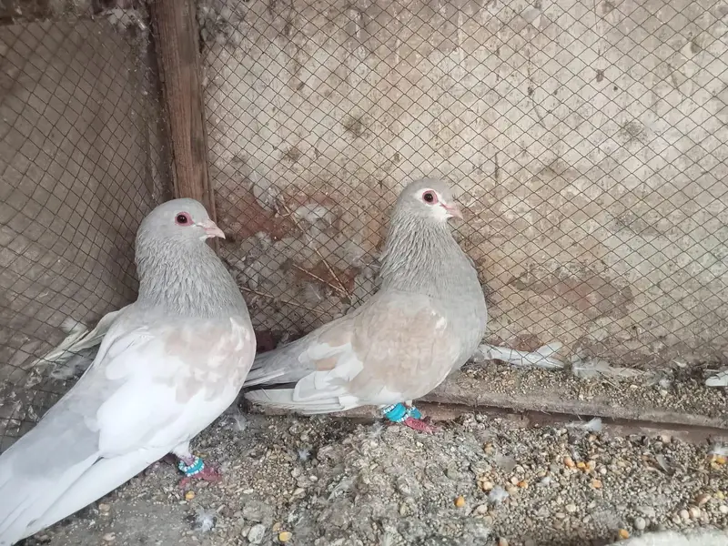 Breader pair for sale of sherazi , khaal , peshaweri — photo 5