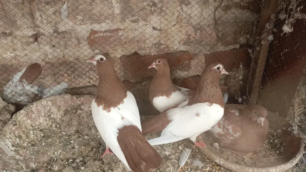 Breader pair for sale of sherazi , khaal , peshaweri — photo 6