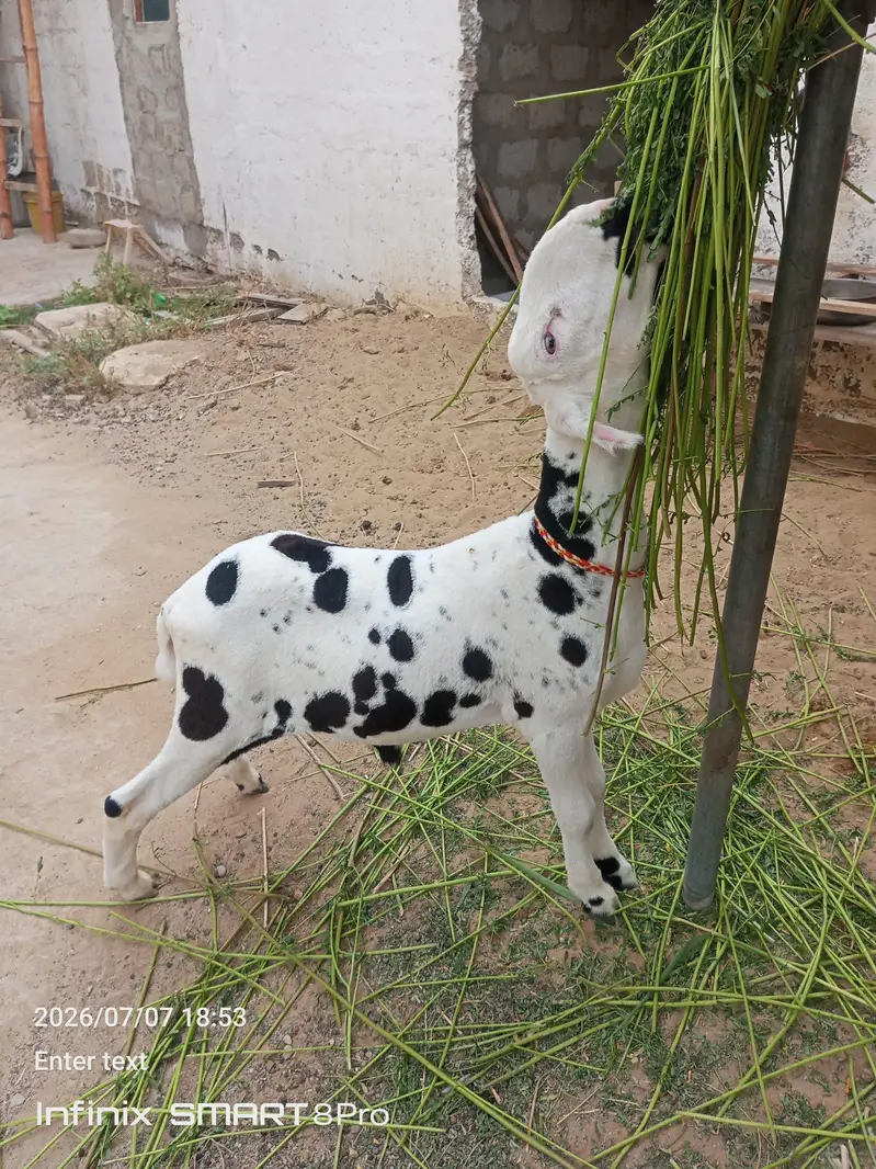 4 month ka mundra — photo 2
