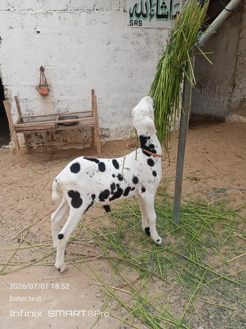 4 month ka mundra — photo 5