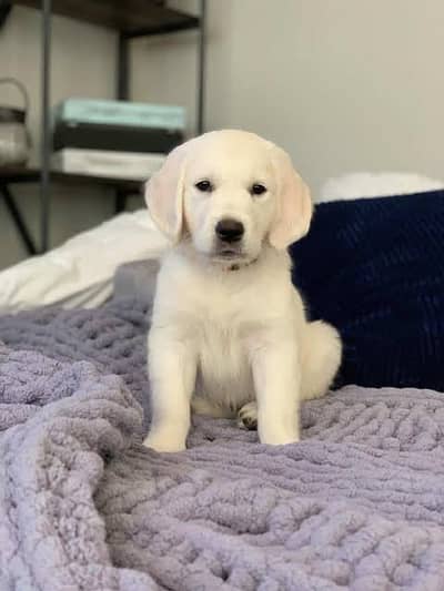 Golden Retriever Available for adopation