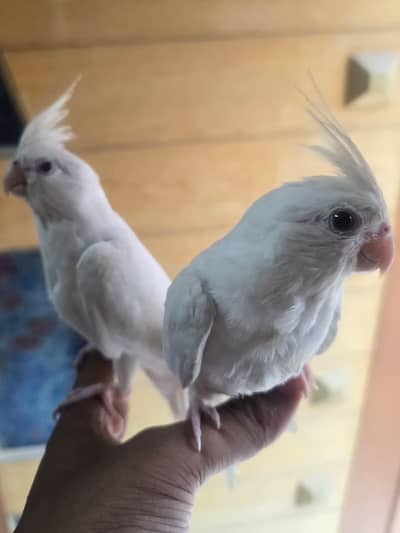 tamed red eye cockatiel pure white