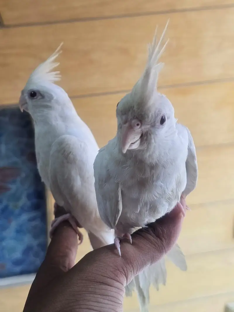 tamed red eye cockatiel pure white — photo 2