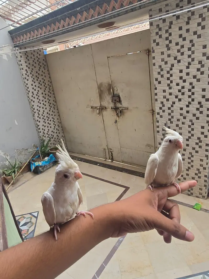 tamed red eye cockatiel pure white — photo 3