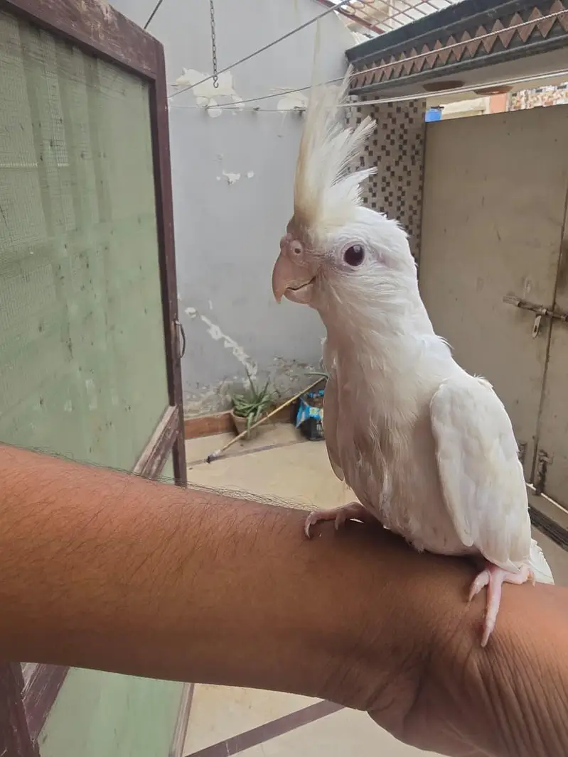tamed red eye cockatiel pure white — photo 4