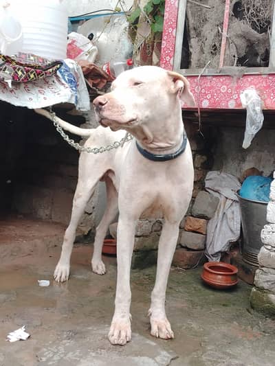 pure kohati gultair