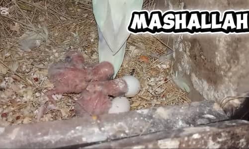 lovebird 1000% breeder pair with one chick