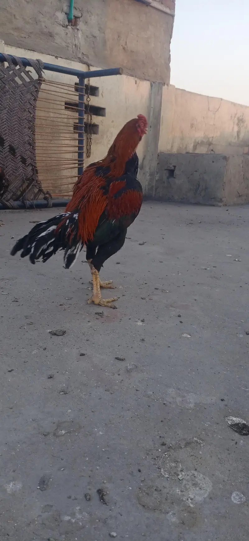 aseel murga — photo 6