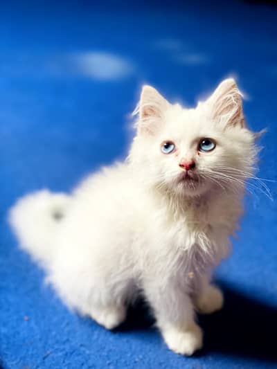 Persian cat