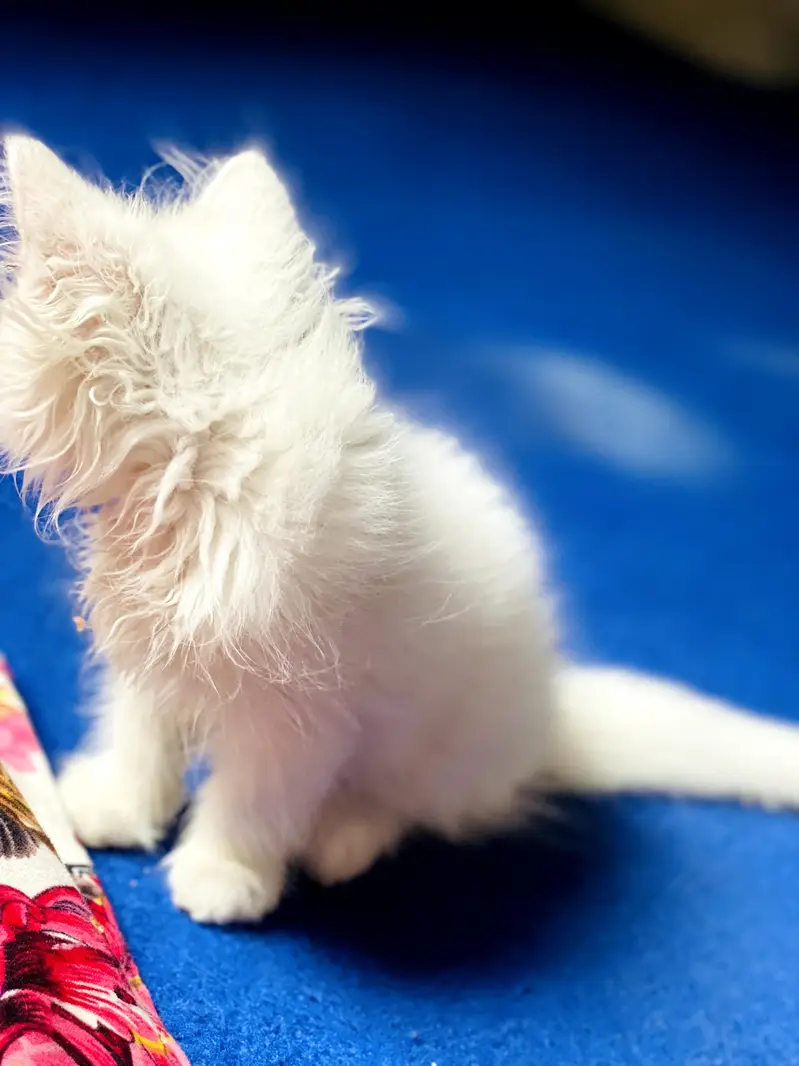Persian cat — photo 2