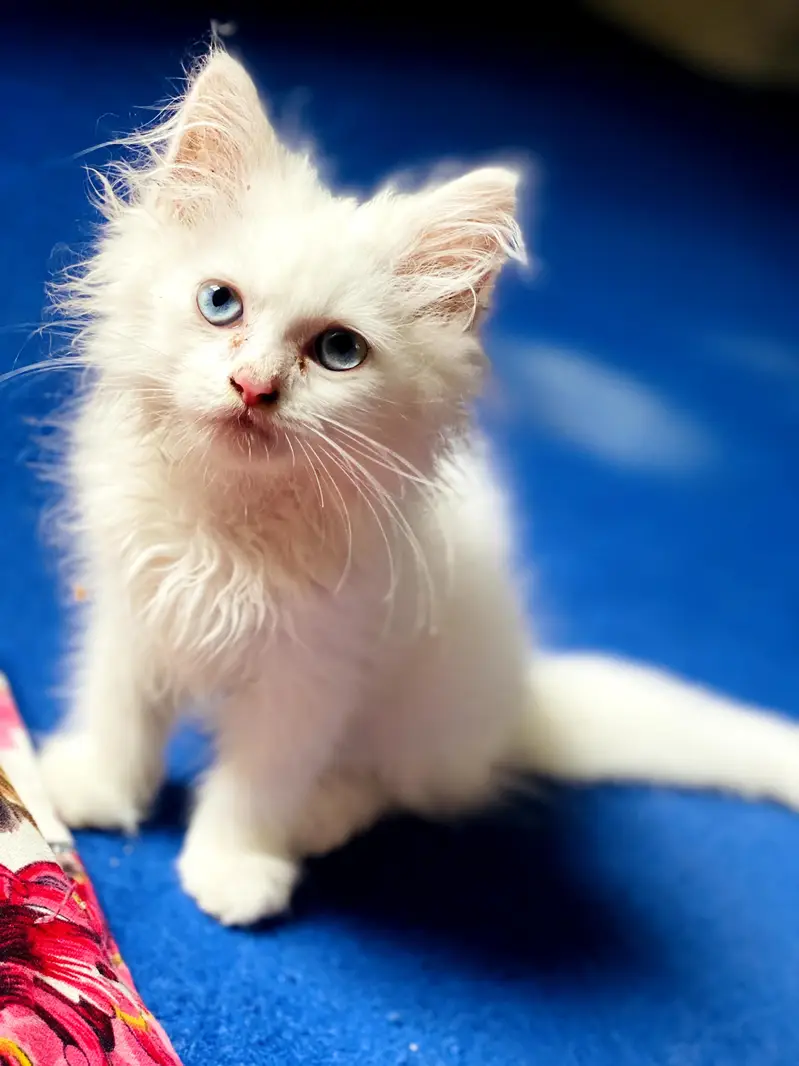 Persian cat — photo 3