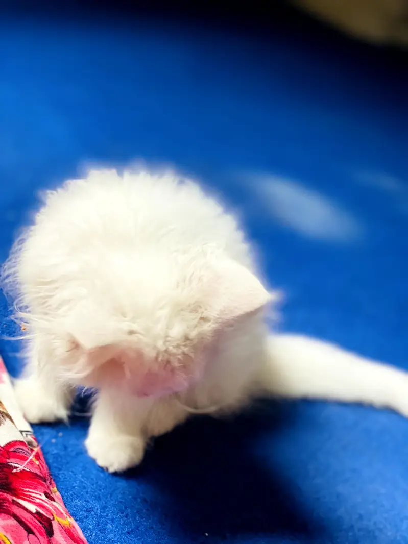 Persian cat — photo 4