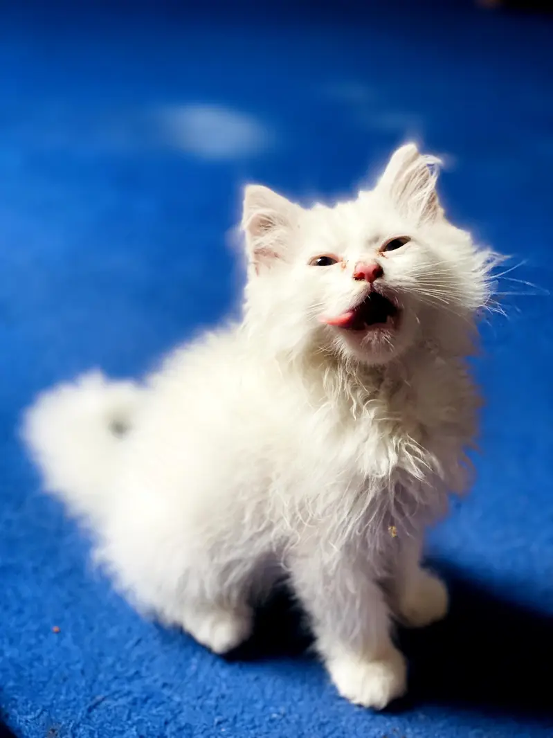 Persian cat — photo 5