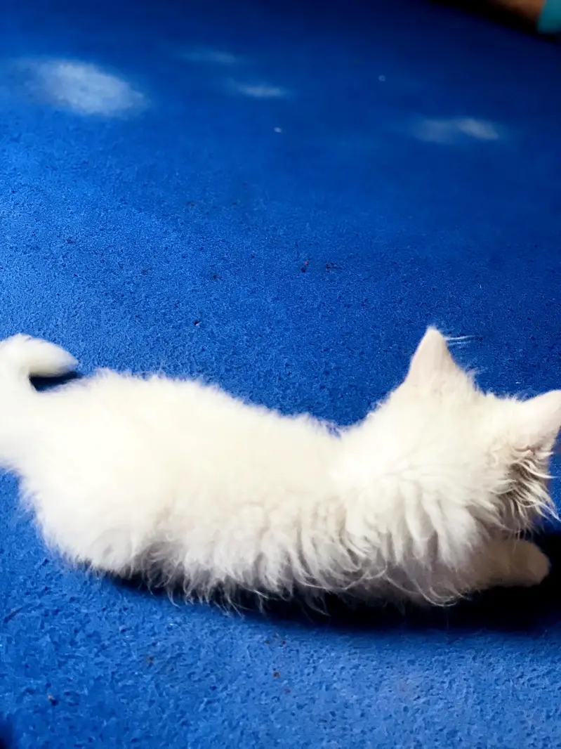 Persian cat — photo 6