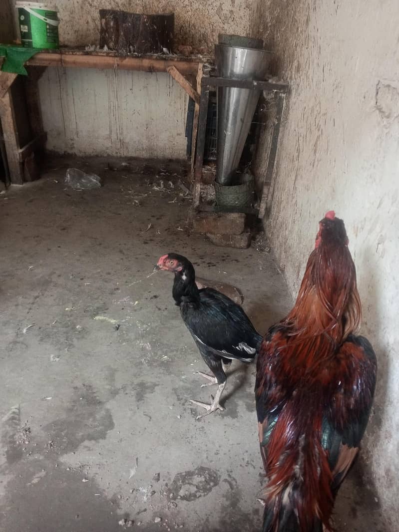 imran 4