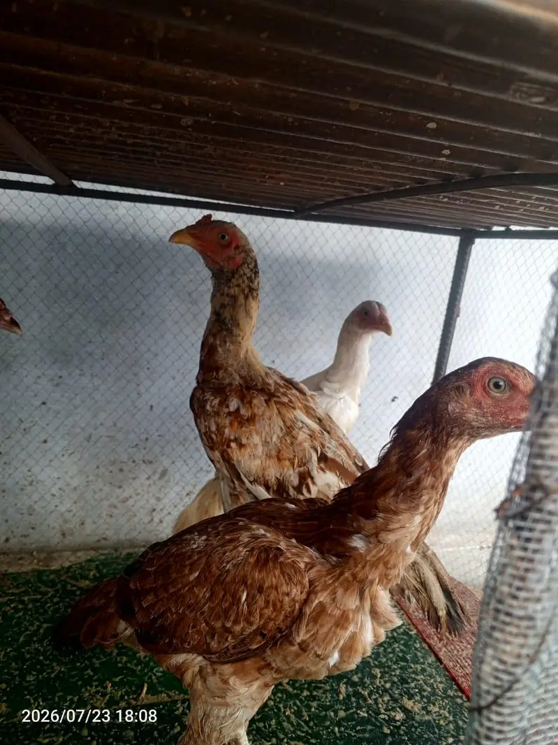 4 piece aseel minewli — photo 8
